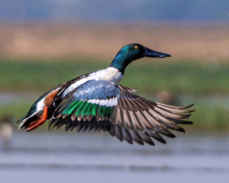 #birds #birdsinflight #birdsofindia #shoveler Blast of Coloursphoto preview