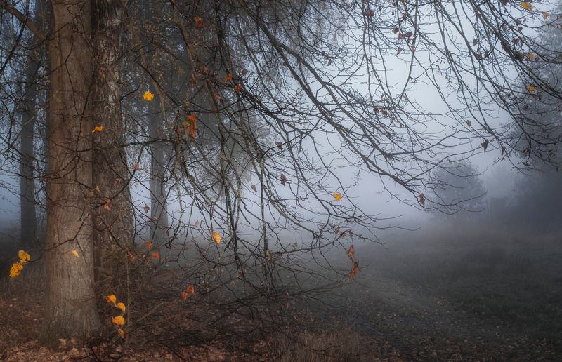 ********photo preview