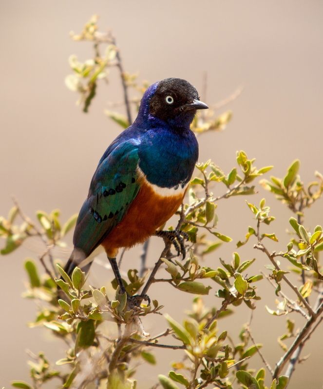 Скворец фото превью