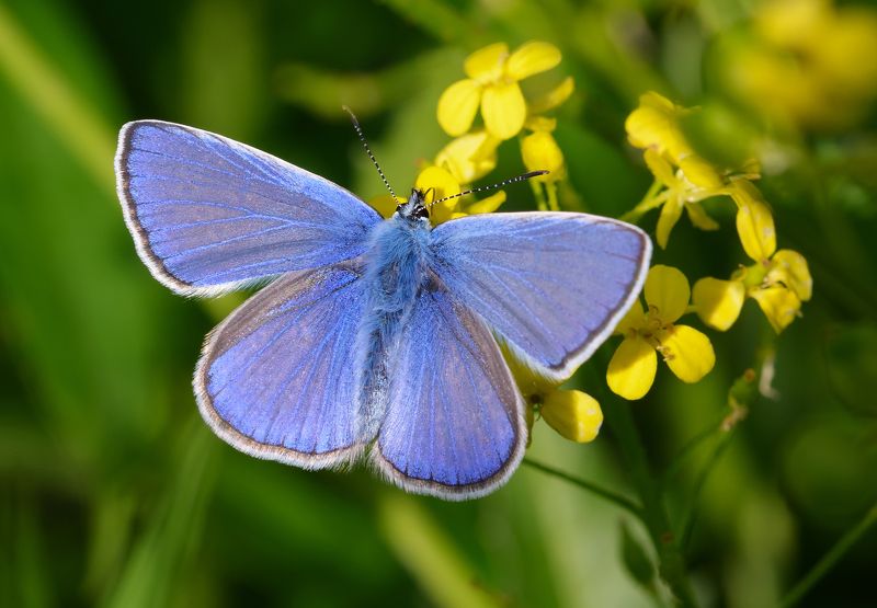 голубянки, lycaenidae, бабочка Голубянкаphoto preview