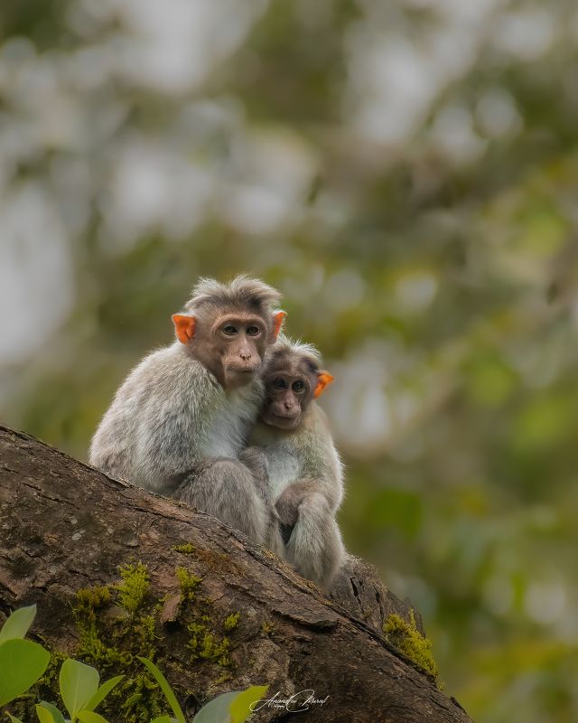 monkey love kerala wildlife Familyphoto preview