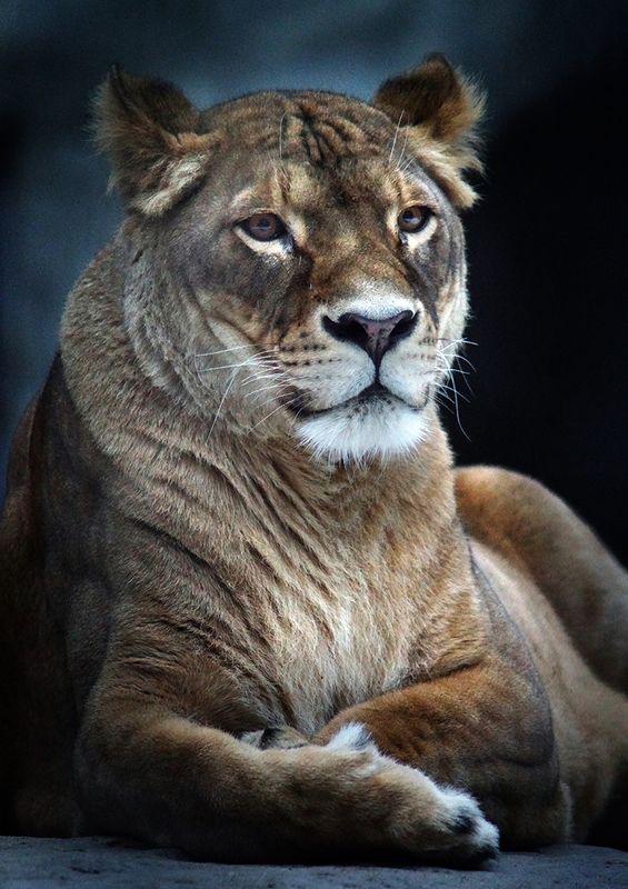 Львицаphoto preview