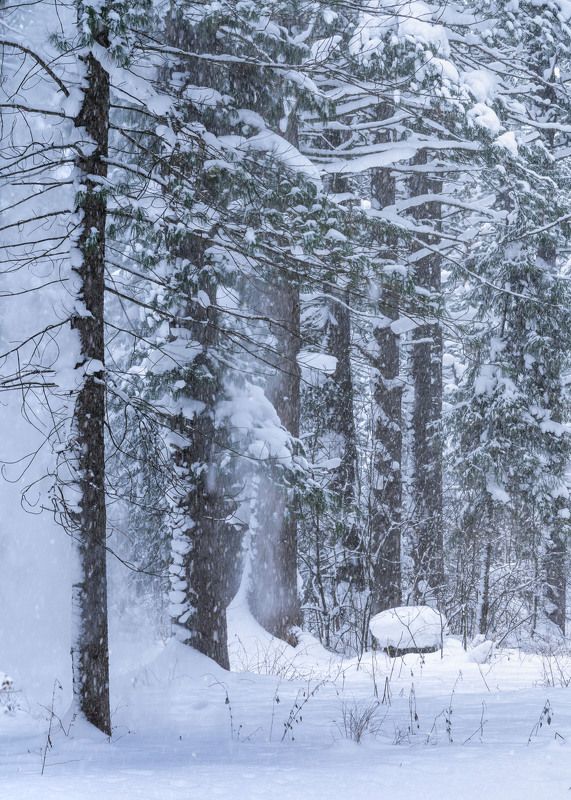 Зимний лес… Winter forest…photo preview