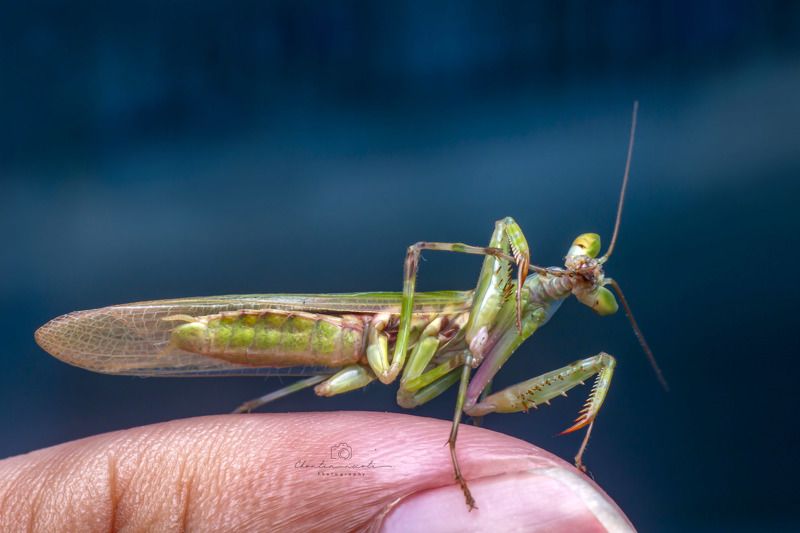 mantis, small, macro, nature, natural, insect, wings, green, fing, beauty, beautiful, nice, animal Small mantisphoto preview