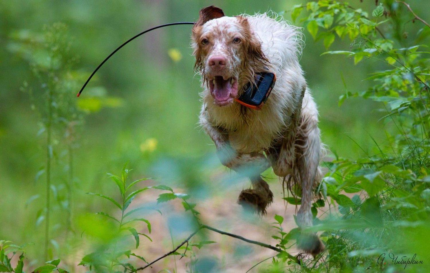 Английский сеттер, поиск, бег, охота, Александр Чибиркин