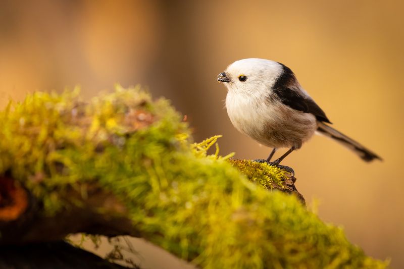 Long-tailed Titphoto preview