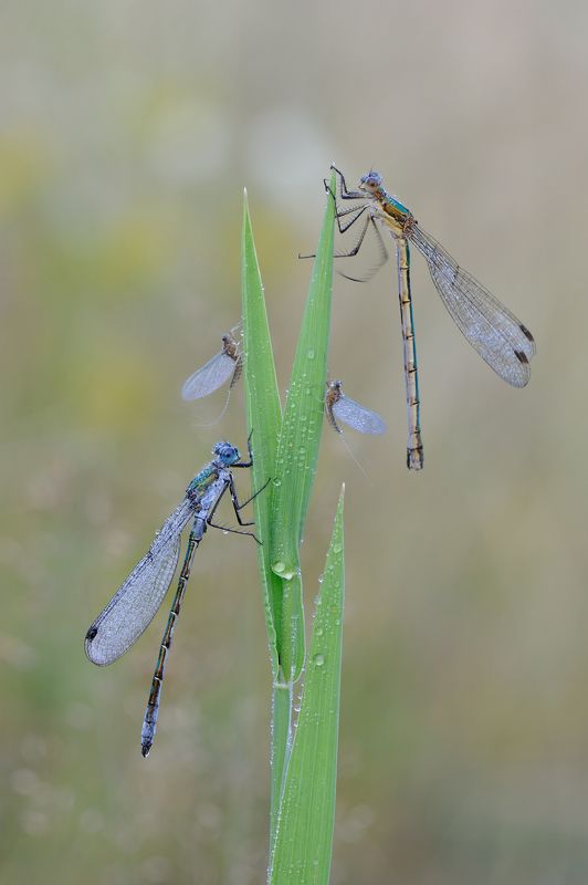 Атланты и кареатиды.photo preview