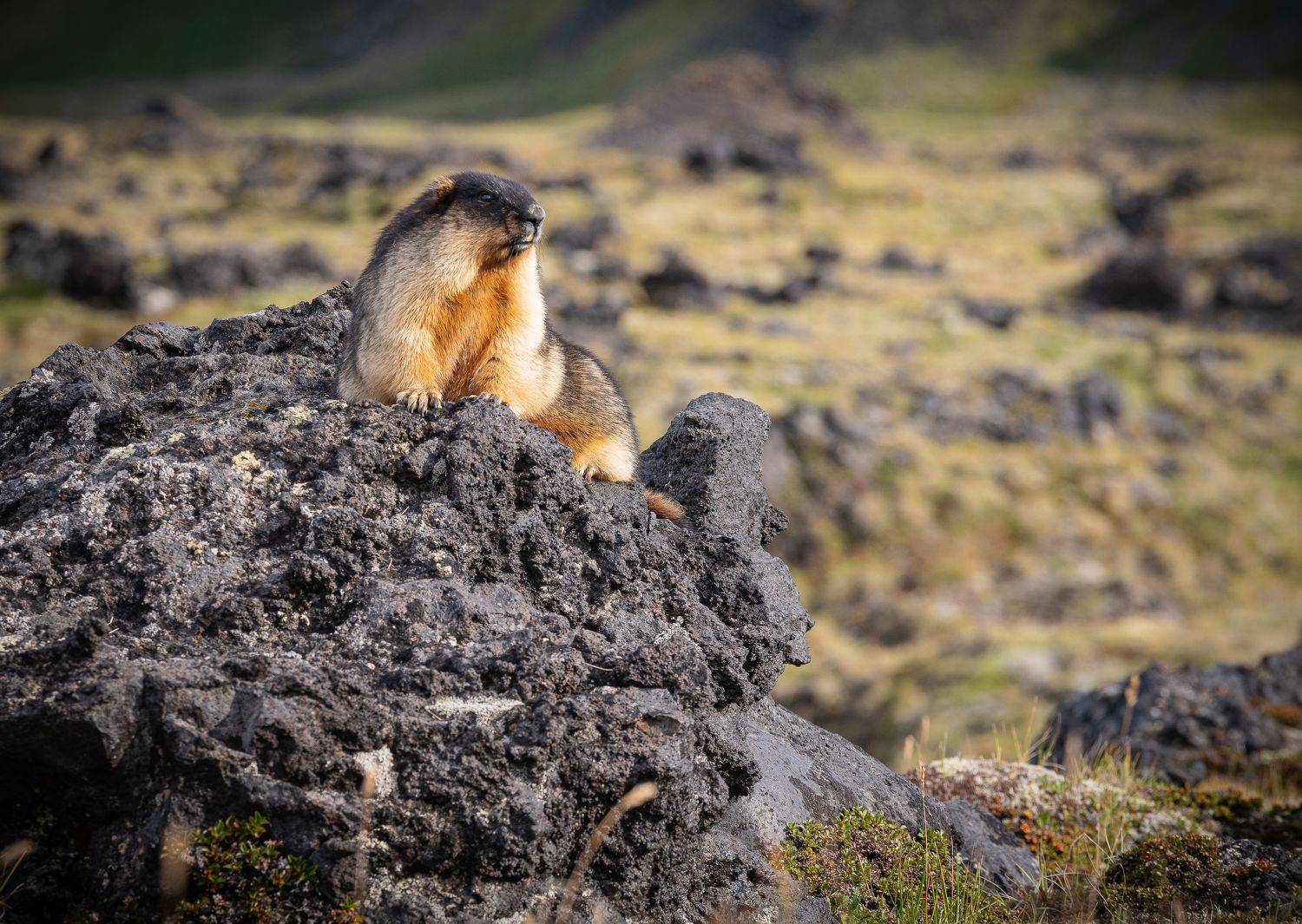 наблюдатель. Автор: Denis Zakalyapin камчатка, Denis Zakalyapin
