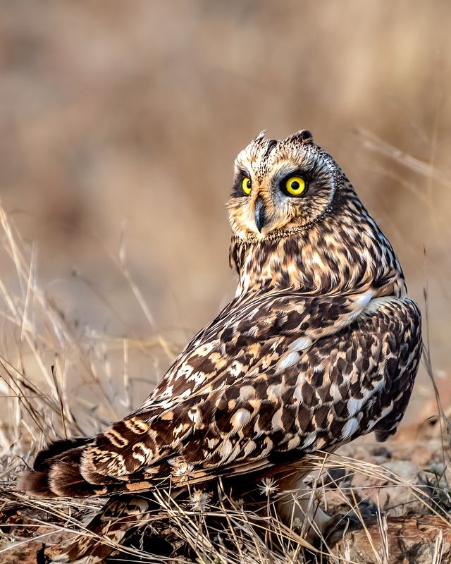 #wildlife Short-eared owl photo preview