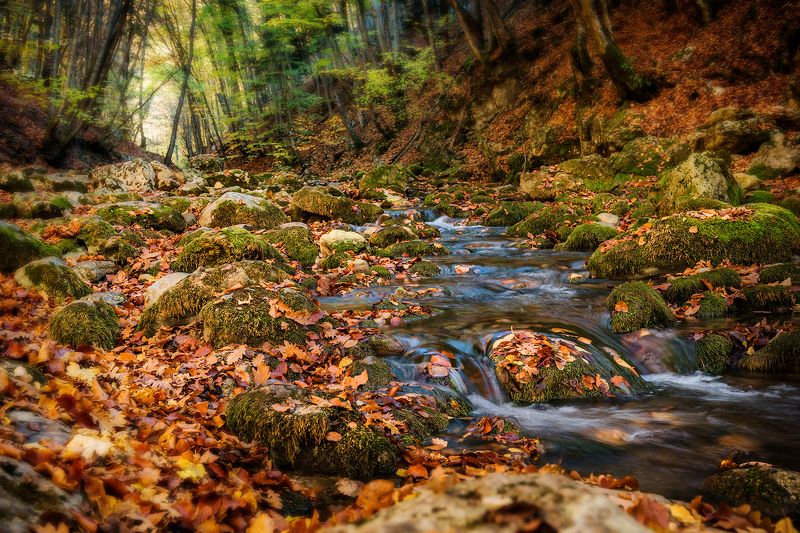 осень, лес, река, листья, деревья, пейзаж Осенний этюдphoto preview