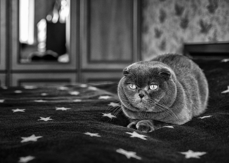 Котэ отдыхать изволитphoto preview