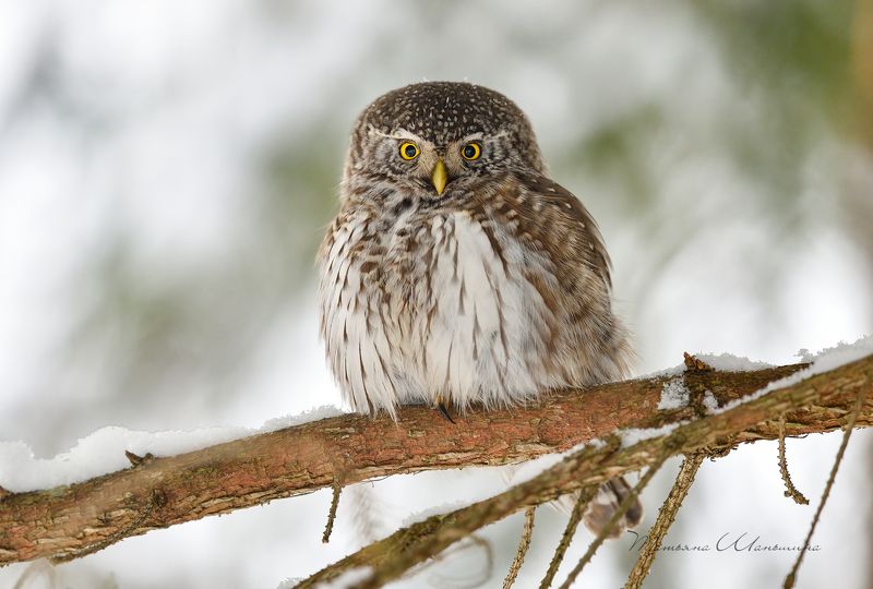 дикая природа тульской области, птицы, совы, воробьиный сыч Маленький разбойникphoto preview