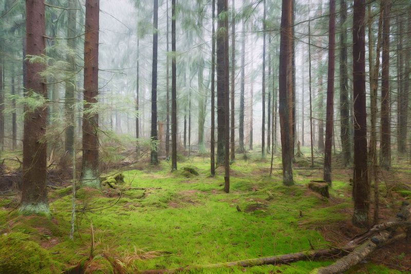 лес, осень, деревья, пейзаж, forest, woodland, trees, landscape, autumn В тумманном лесу фото превью