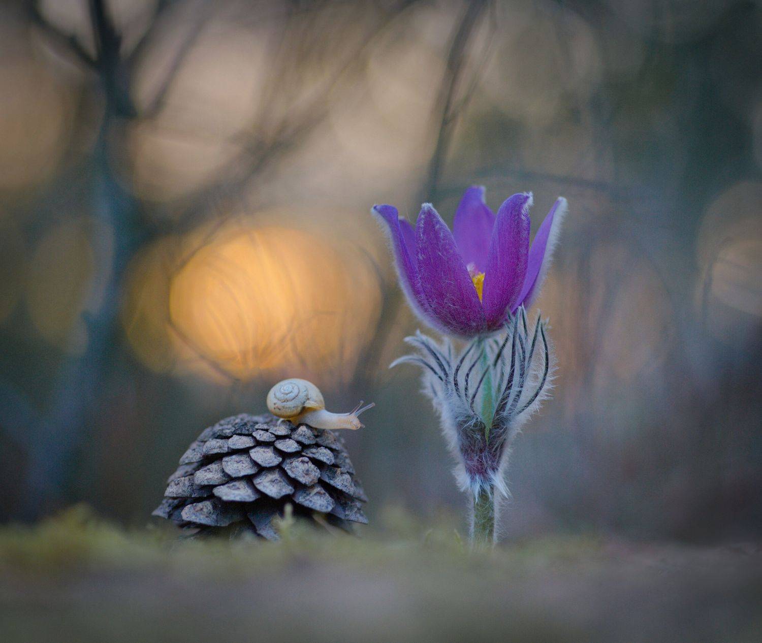 закат, улитка, сон-трава, Александр Гвоздь