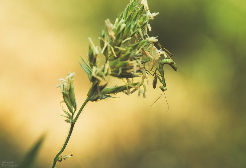 макро, природа, насекомые, лето, богомол, боке, растения, трава,macro, nature, insects, summer, mantis, bokeh, plants, grass, Притворяясь колоскомphoto preview
