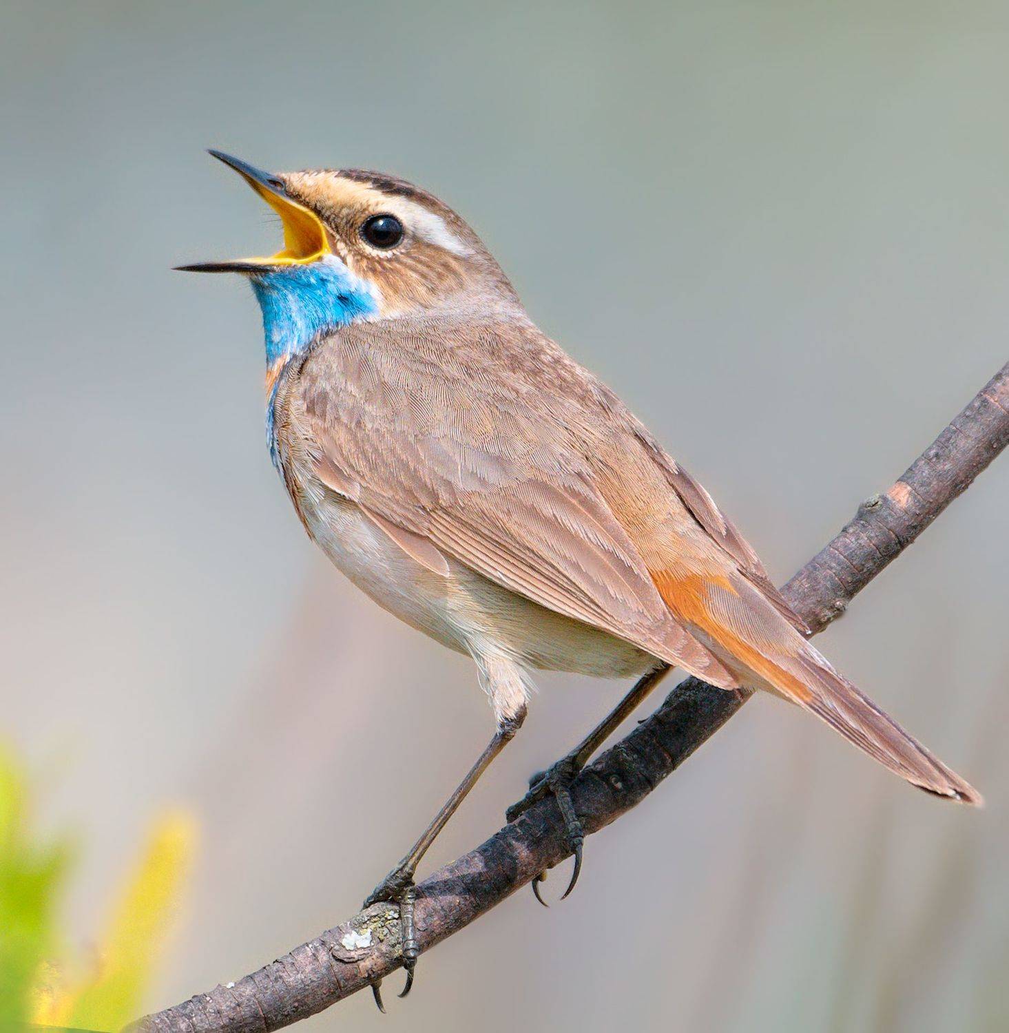 птицы России, птицы Тамбова, фотоохота, наблюдение за птицами, птица, птицы, орнитология, nikon, birding, birdwatching, bird freak, Никон Александр