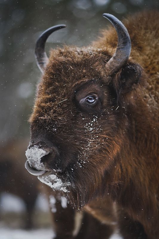 Зубрphoto preview