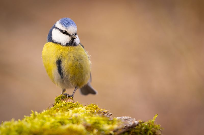 Titmousephoto preview