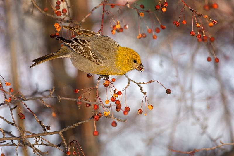 птица, щур, самка, зима щур.photo preview