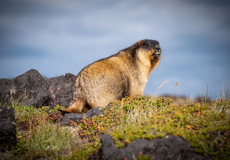 Наблюдательphoto preview
