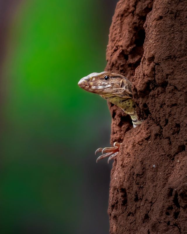 #wildlife Water monitor lizard photo preview