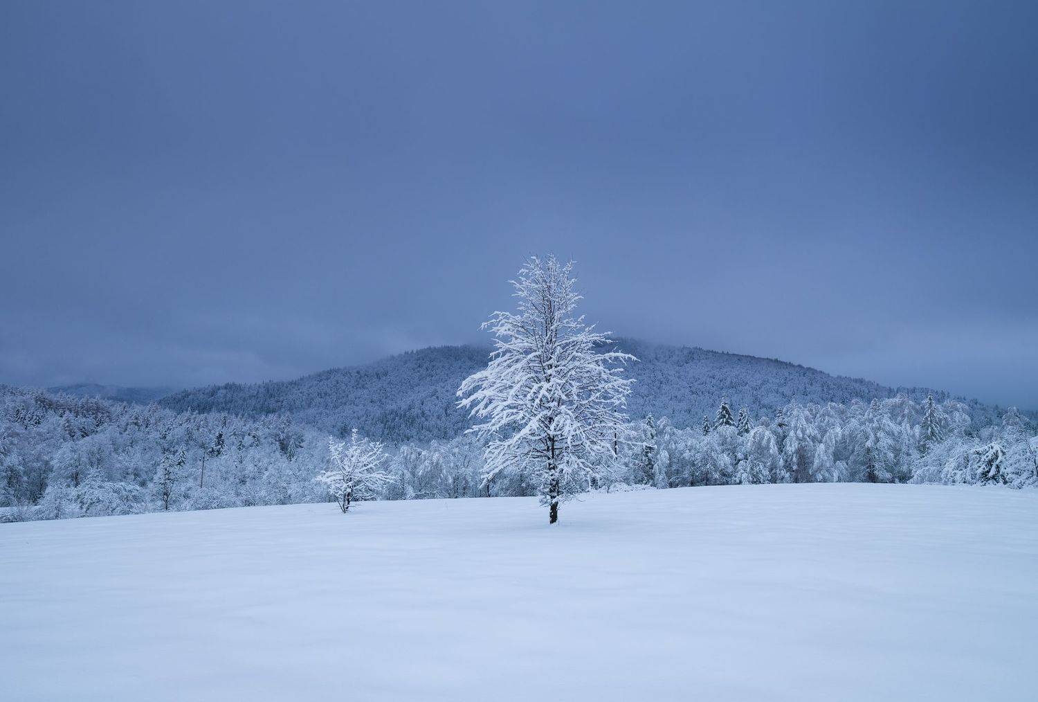 ,  Mirosław Pruchnicki