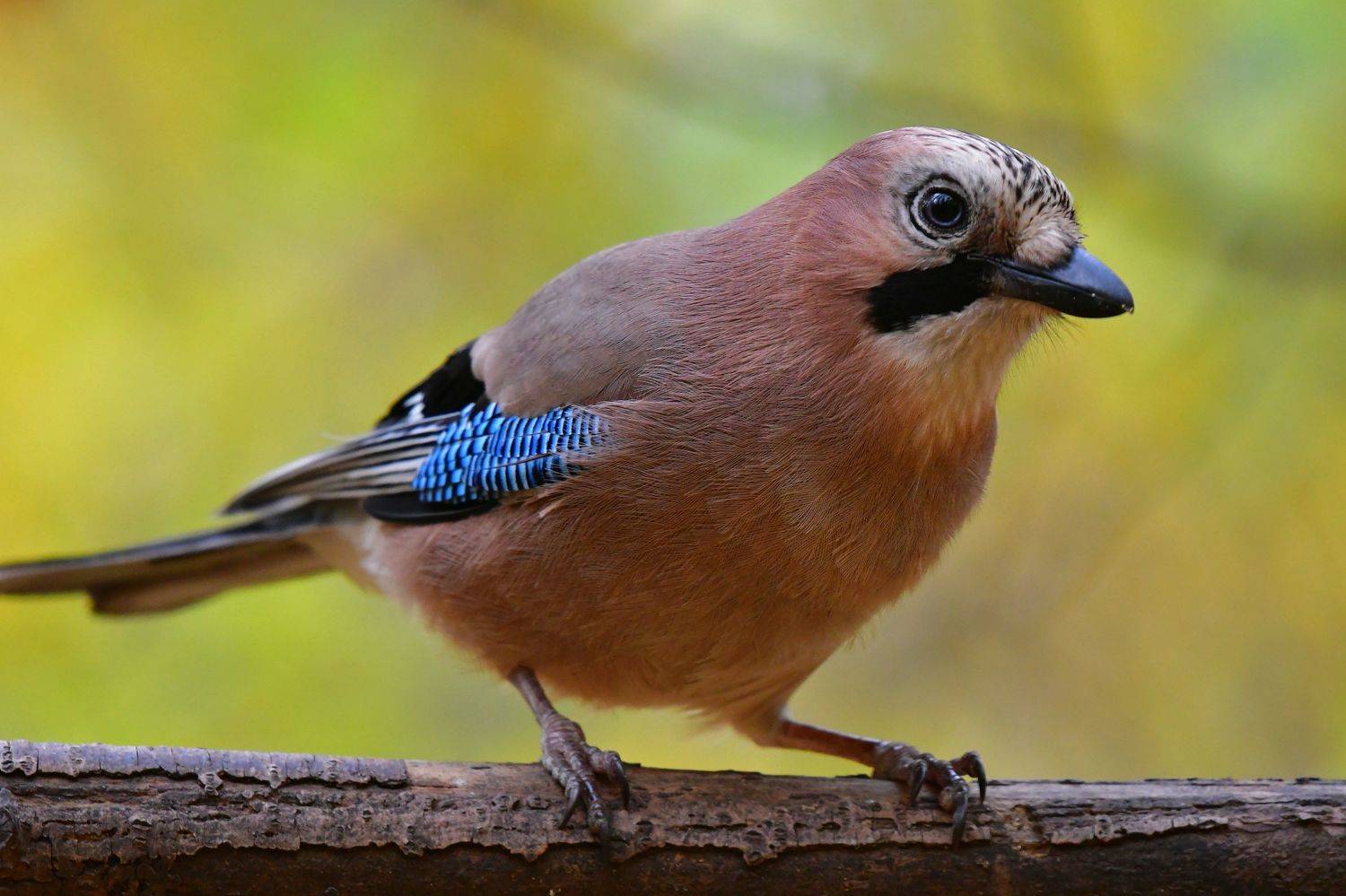 Автор: Корнейчук Игорь , Корнейчук Игорь