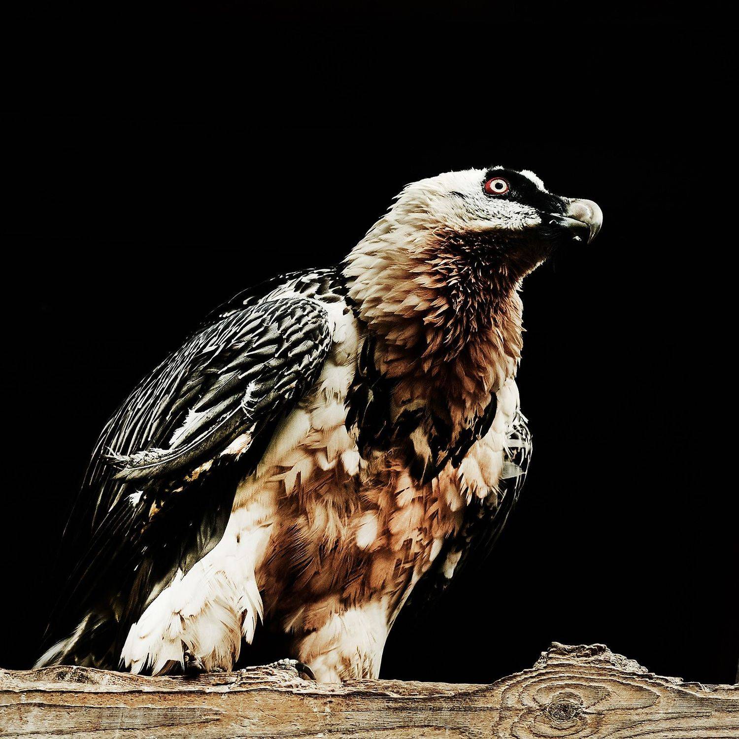 , Сергей Низовцев