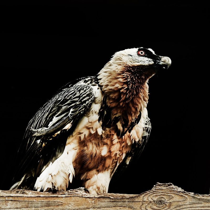 Бородачphoto preview