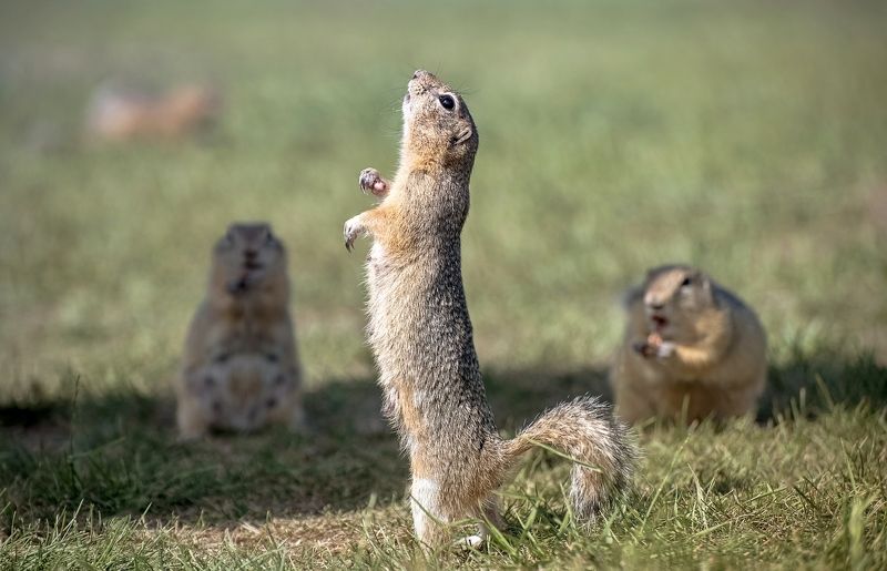 суслик, сибирь, татышев, лето, животный мир Суслик артистphoto preview