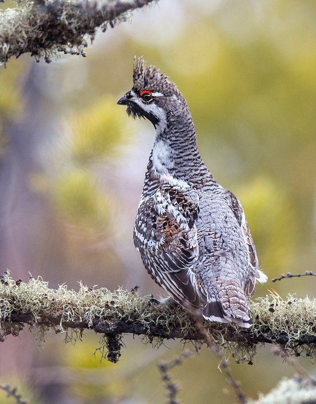 Удивлённый рябчикphoto preview