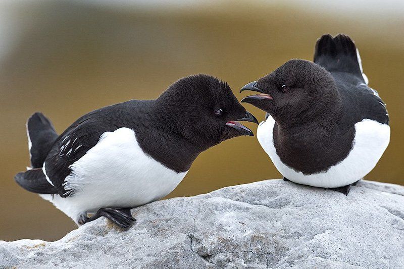 Люрики, СергейИванов, Шпицберген Слова любви Вы говорили мне ...photo preview