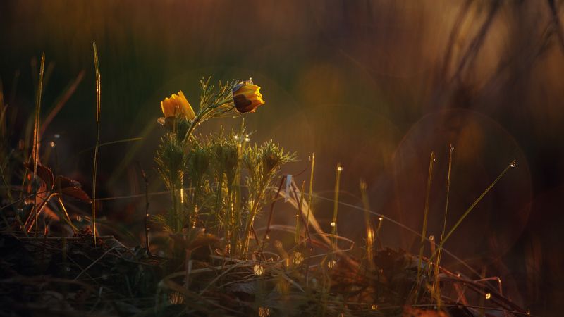 Свежие нотки весныphoto preview