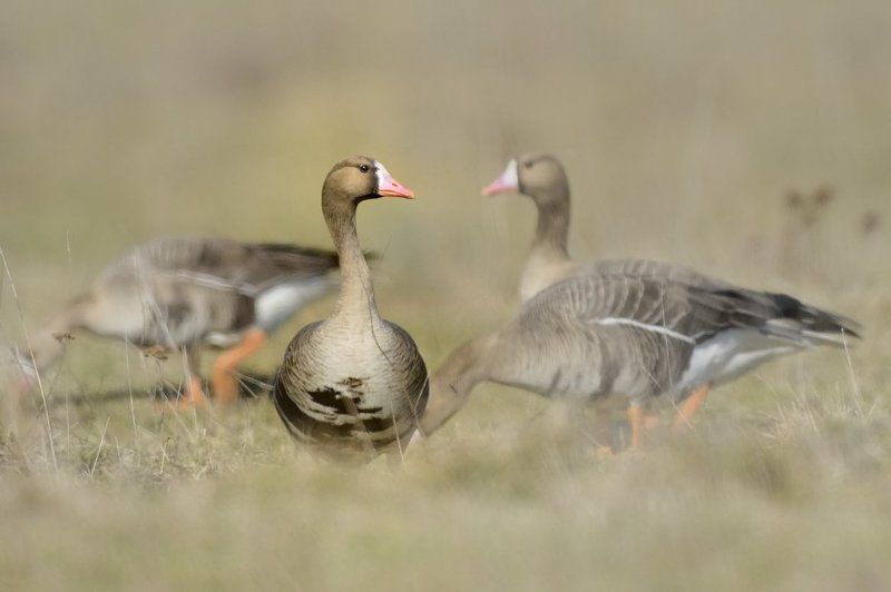 Отношенияphoto preview