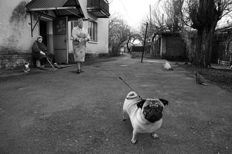 Двор, Кошки, Собака *****photo preview