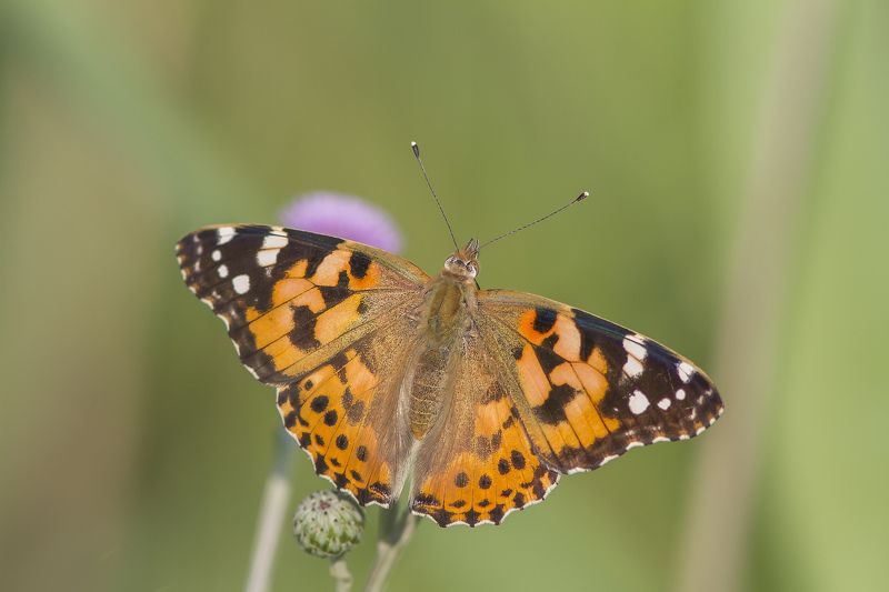 Репейница, бабочки, булавоусые, дневные Репейница.photo preview