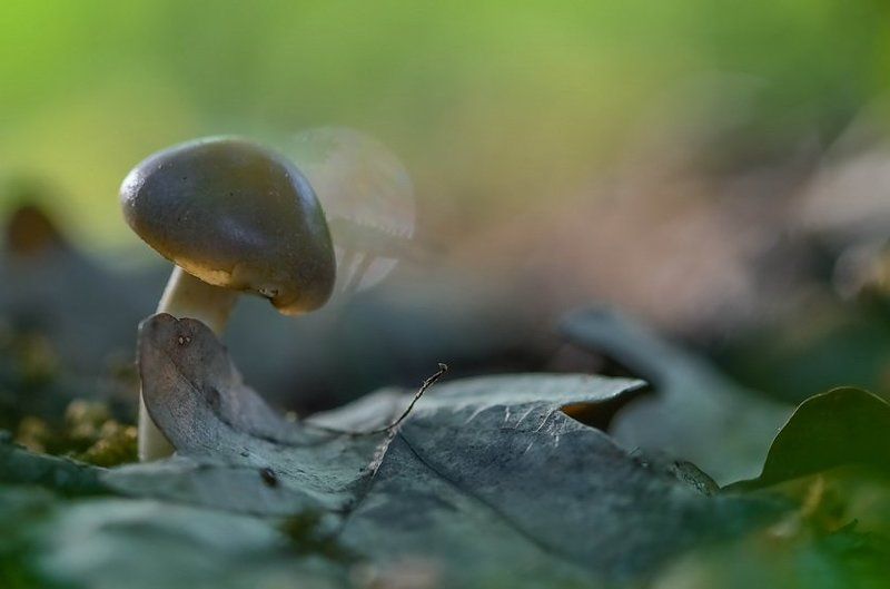 Весна, Грибы, Лес, Листья, Мухомор Поддержка всегда важнаphoto preview