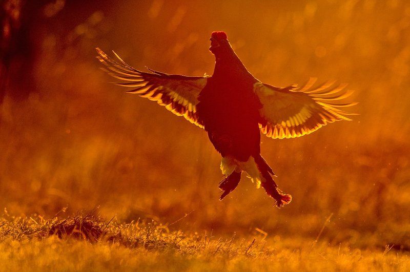 Рассвет, СергейИванов, Тетерев Золотой петушок - 3photo preview
