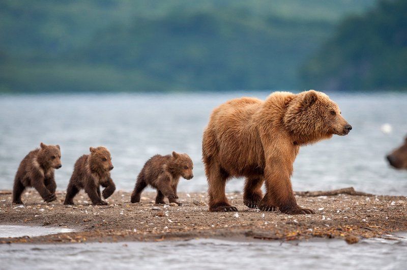 А топтыжки - вприпрыжку !photo preview