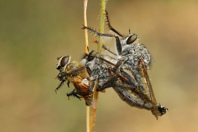 robberfly Tripartite coalition ...photo preview