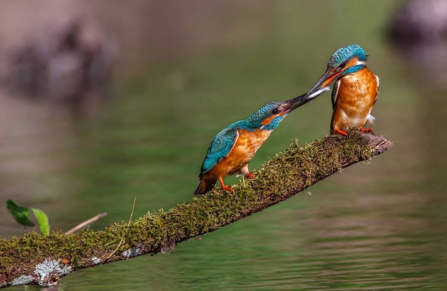 фотоохота, фотограф, саров, животные, фото, зимородок, Александр Чибиркин