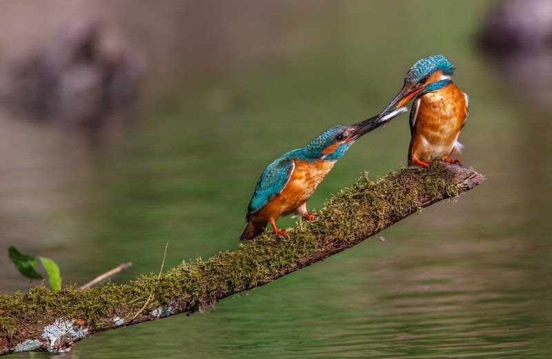 фотоохота, фотограф, саров, животные, фото, зимородок Свадебный подарок 2photo preview