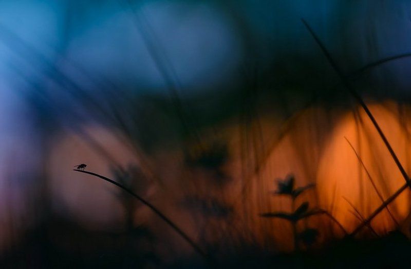 Боке, Вечер, Закат, Муха Вечером мир всегда прекраснейphoto preview