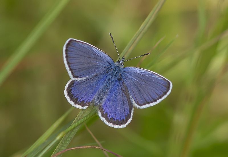 Голубянка, бабочки Голубянкаphoto preview