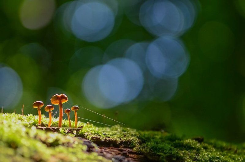 Боке, Бурлаки, Весна, Грибы, Лес, Паутина Бурлакиphoto preview