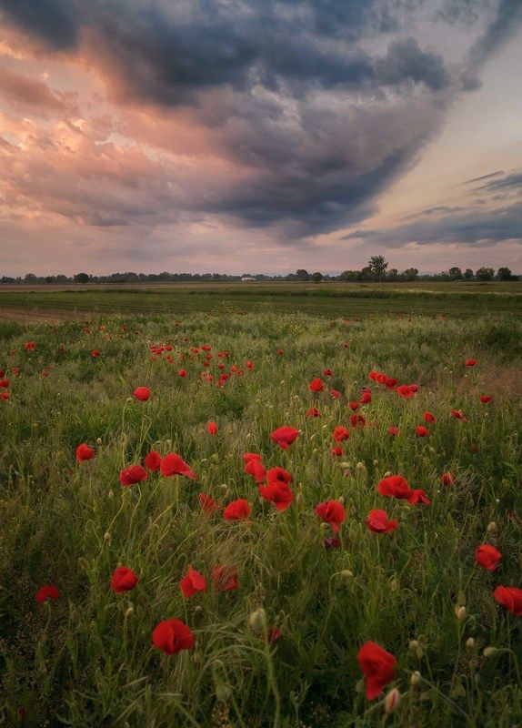 Candles on the fieldphoto preview