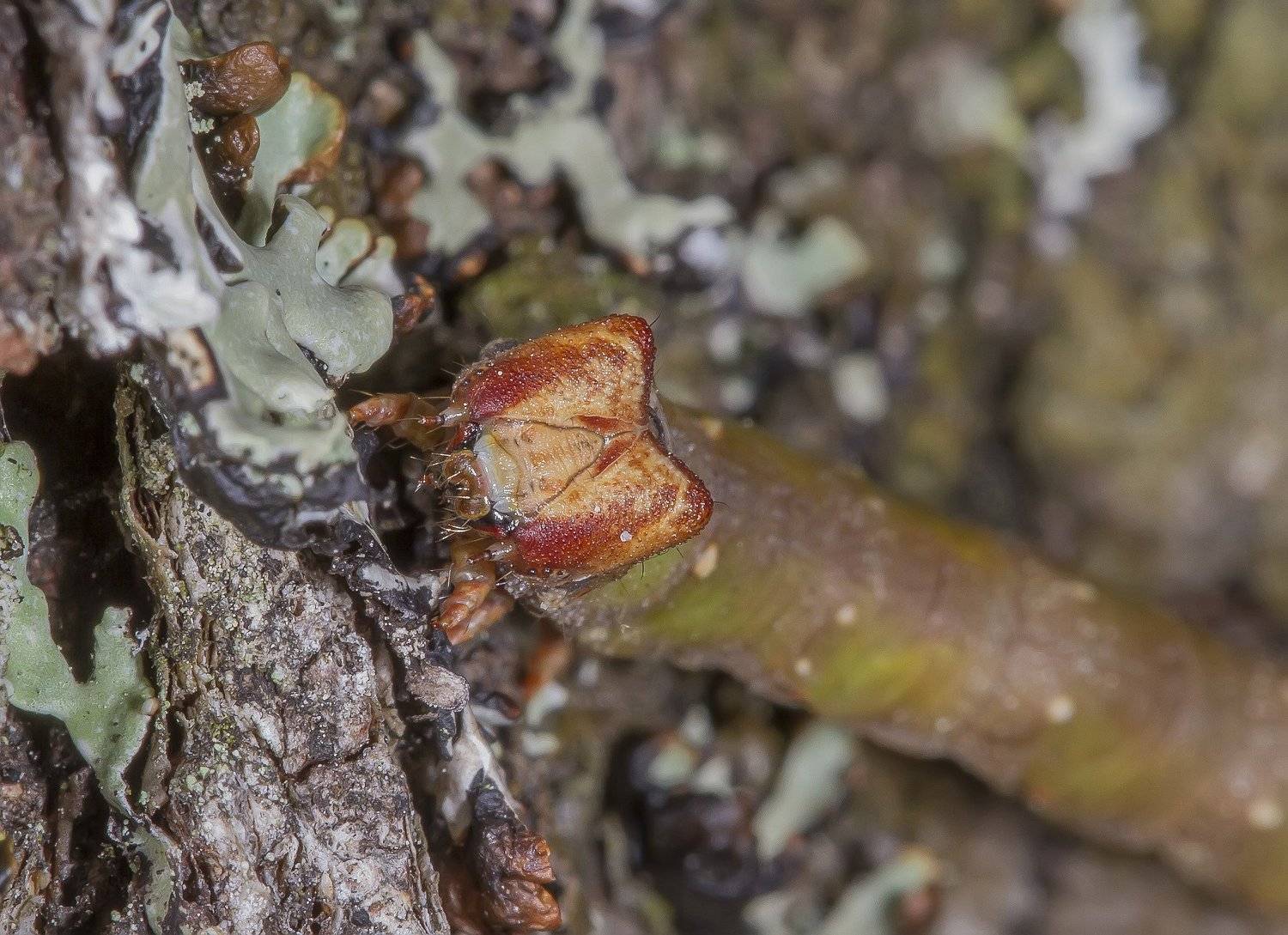 Просто веточка. Гусеница березовой пяденицы.. Автор: Тесленко Игорь Гусеницы, пяденица, бабочка, Тесленко Игорь