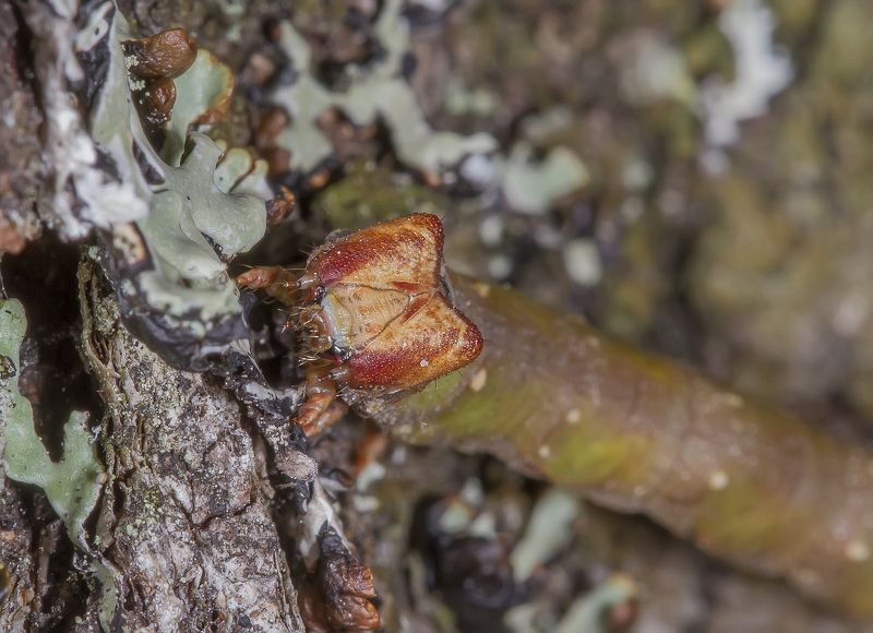 Гусеницы, пяденица, бабочка Просто веточка. Гусеница березовой пяденицы.photo preview