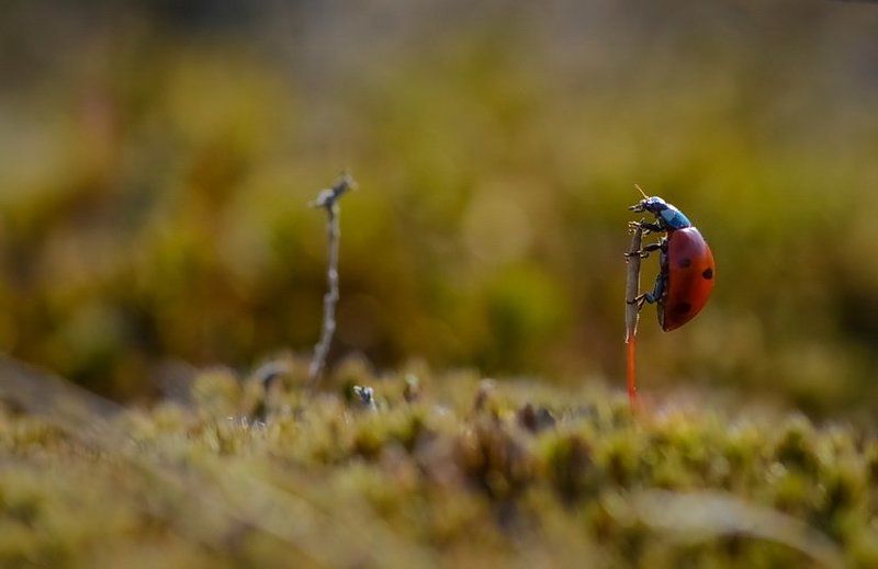 Божья коровка, Луг, Любовь, Мох Не пришла любимая, хорошая моя...photo preview
