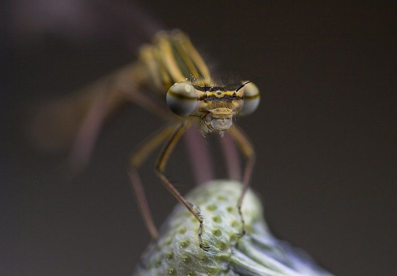 Дед или бабка?photo preview